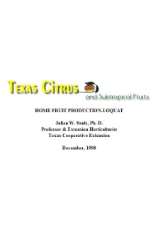 Home fruit production : loquat