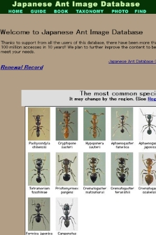 Japanese ant color image database
